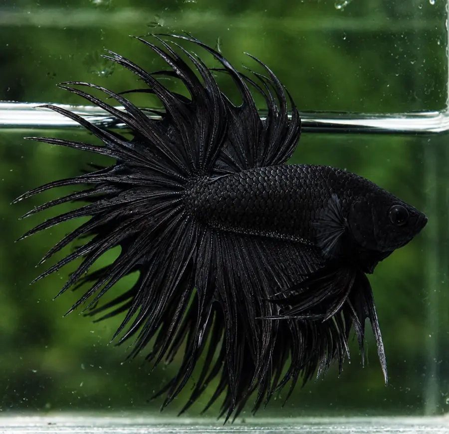 Exemplar real: Crowntail Longfin · Mascul