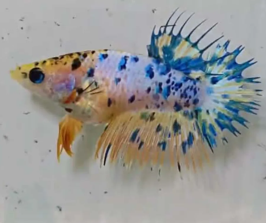 Crowntail Shortfin · Femelă