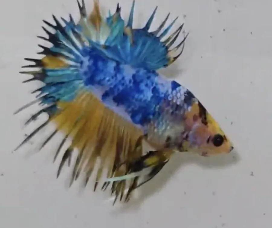 Crowntail Shortfin · Mascul