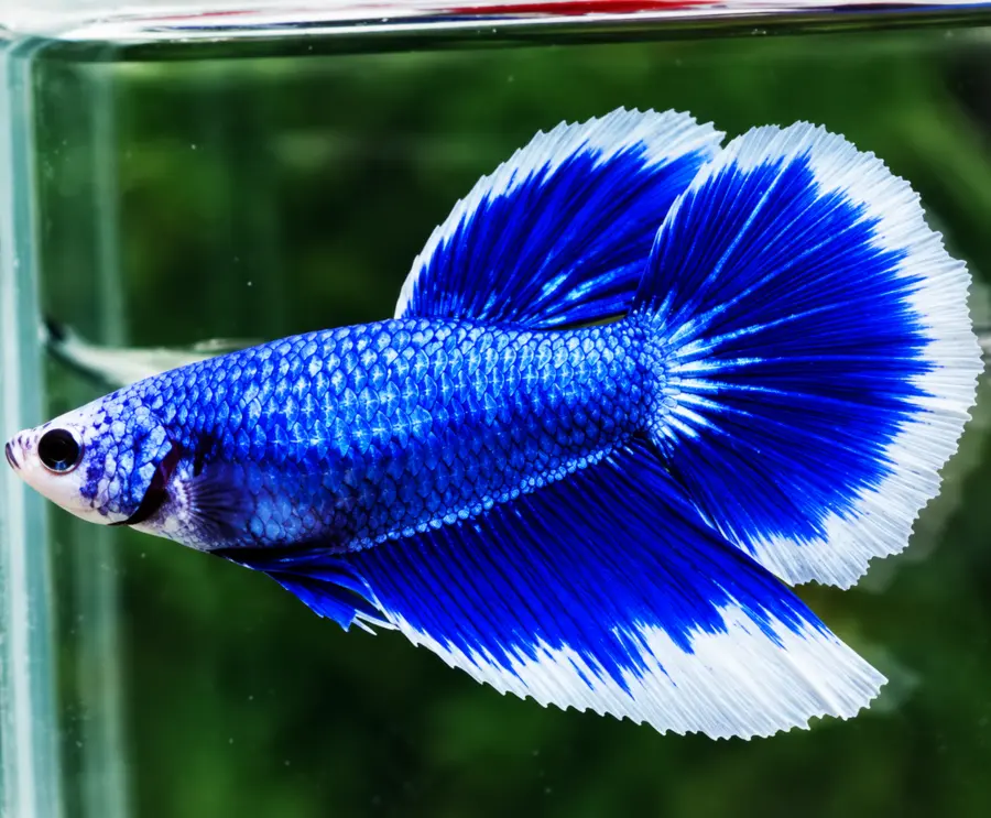 Exemplar real: Halfmoon Longfin · Femelă