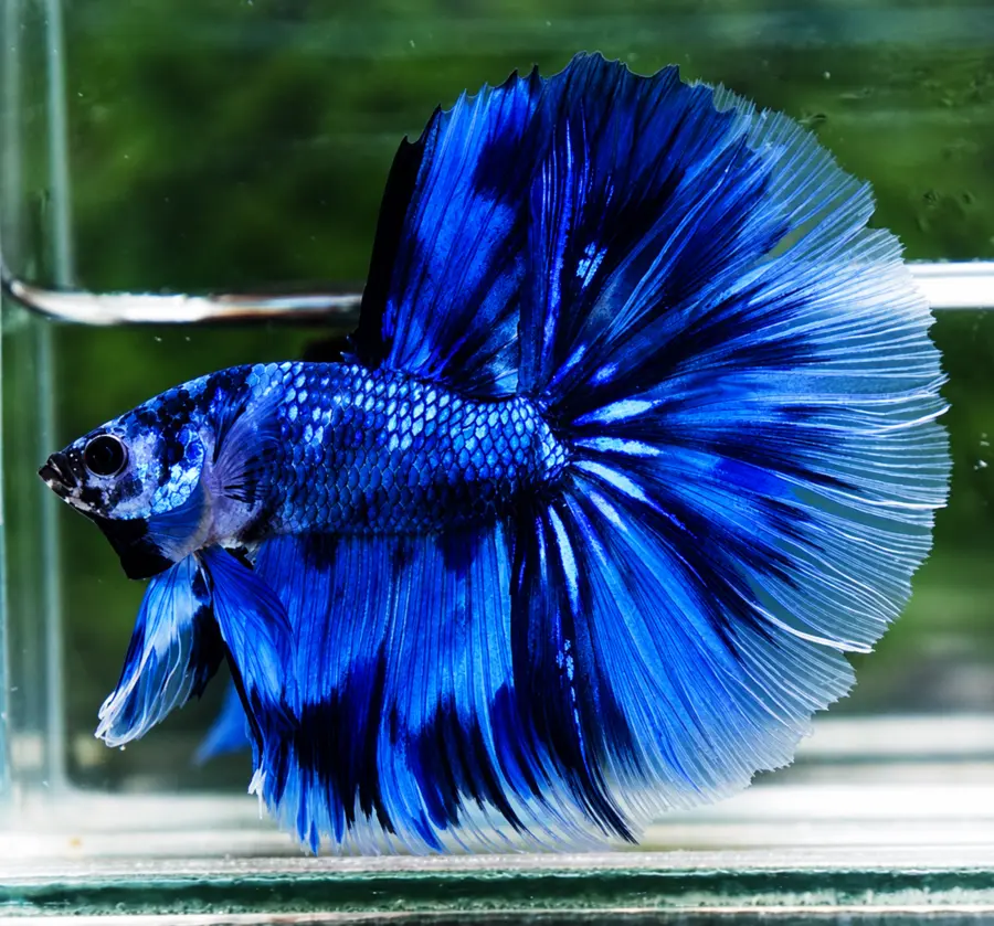 Exemplar real: Halfmoon Longfin · Mascul