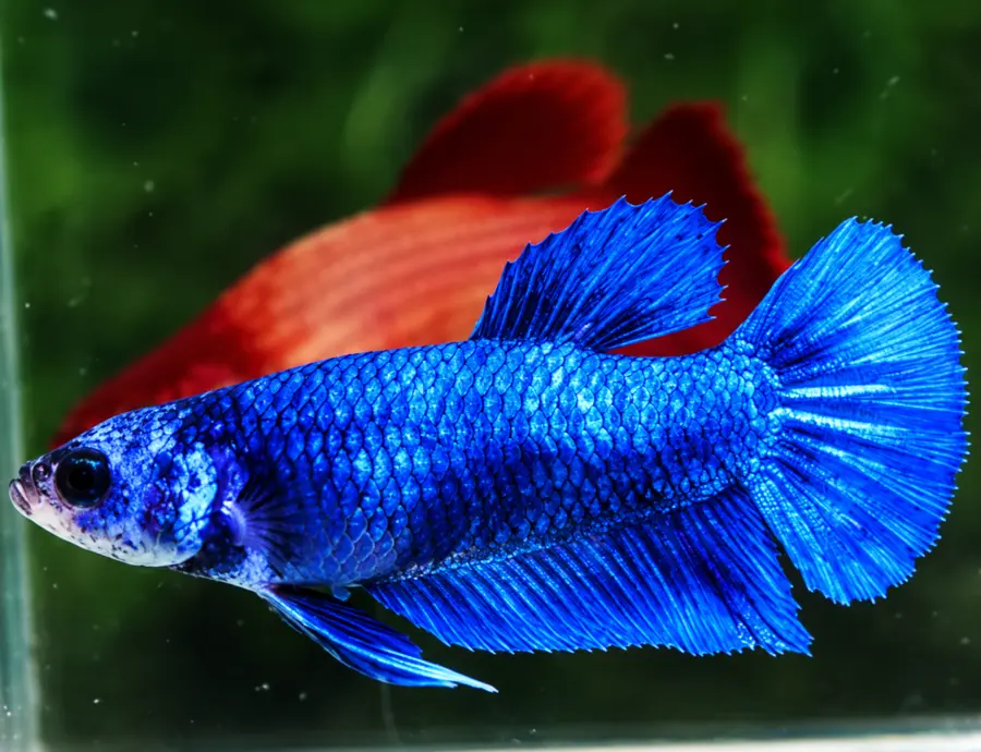 Exemplar real: Halfmoon Shortfin · Femelă