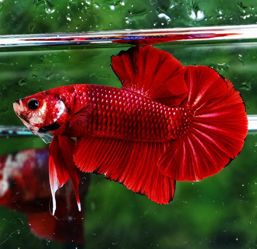 Exemplar real: Halfmoon Shortfin · Mascul